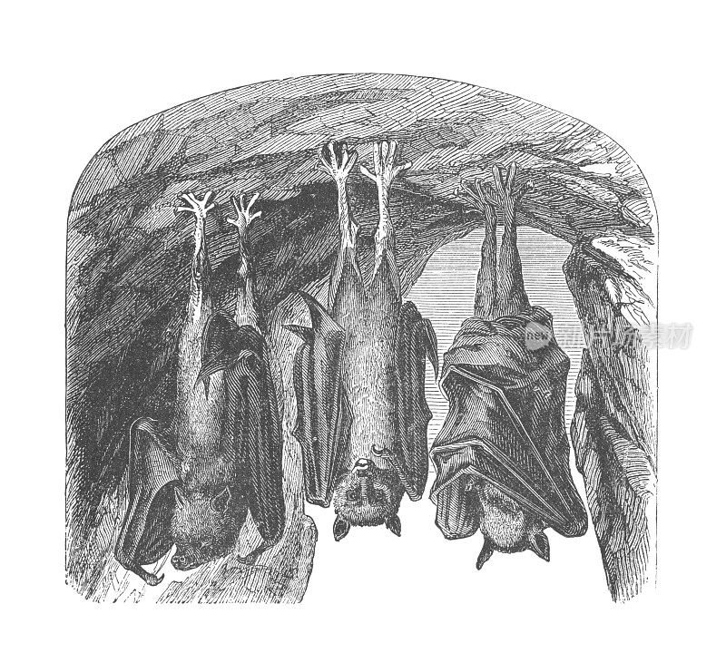 狐狸蝙蝠挂在山洞，古董雕刻插图