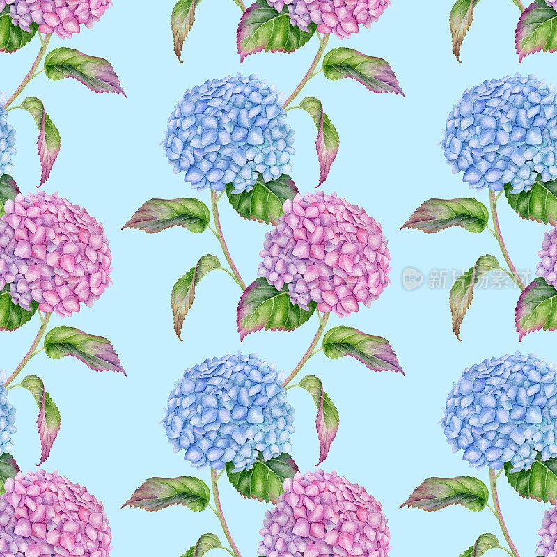 水彩花卉无缝图案。手绘粉红色和蓝色绣球花的叶子在蓝色的背景上。开花Hortensia植物垂直点缀。墙纸、织物的花卉设计。