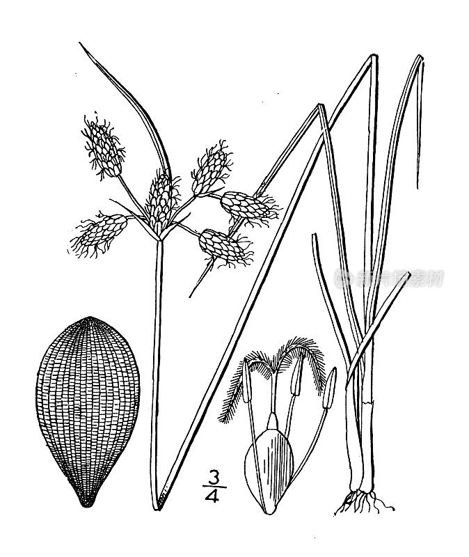 古植物学植物插图:锥栗蕨、沼泽蕨