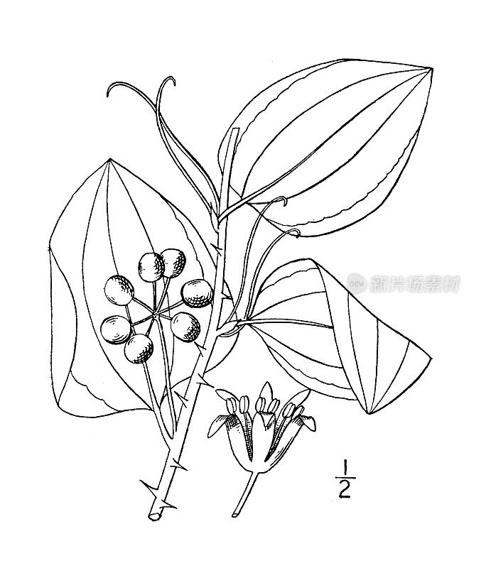 古植物学植物插图:白化菝葜、白化叶菝葜