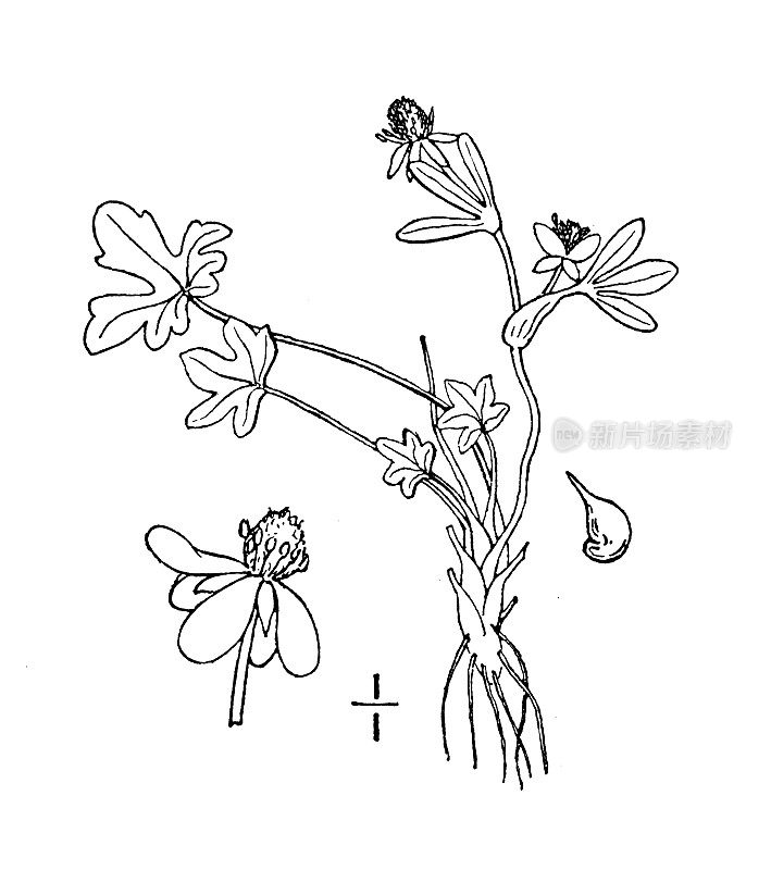 古植物学植物插图:毛茛、小毛茛