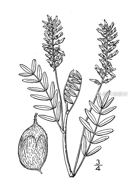 古董植物学植物插图:黄芪秀丽隐杆草，漂亮的野豌豆