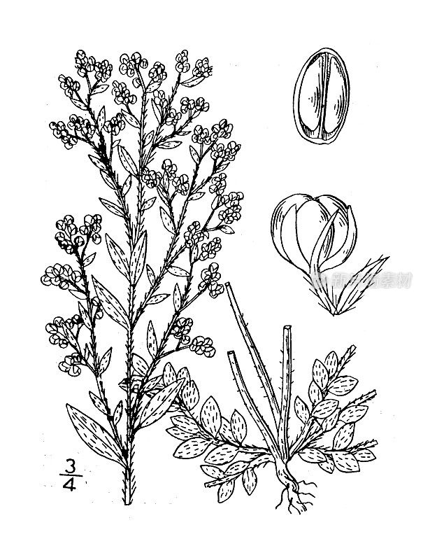 古植物学植物插图:野百合，毛针草