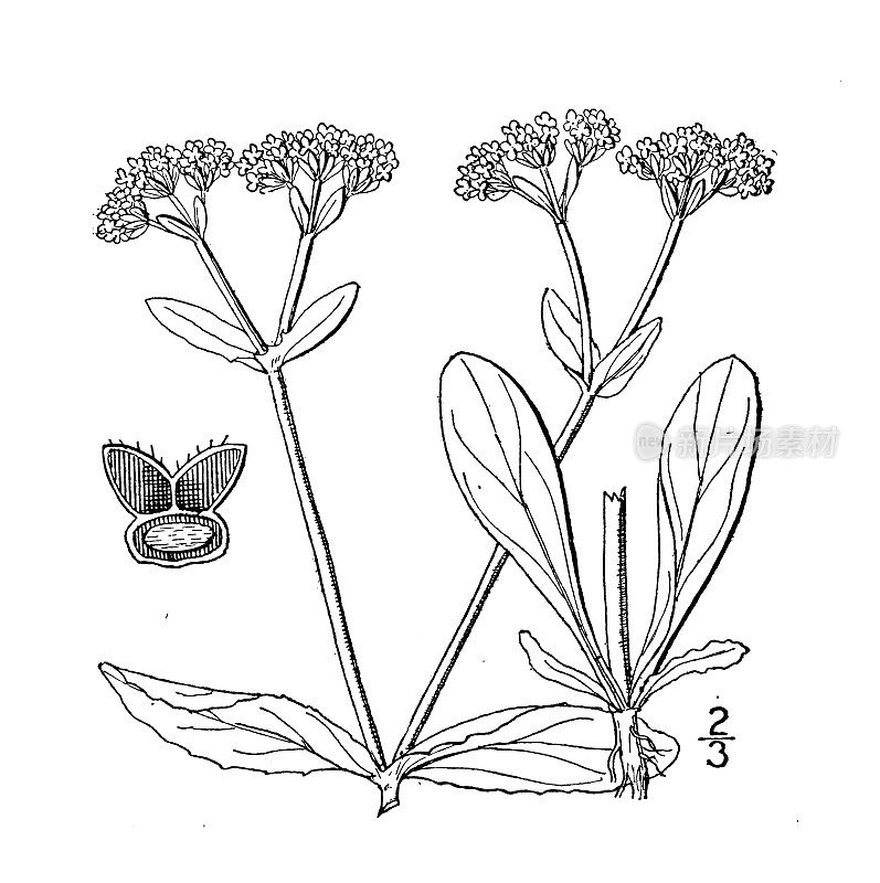 古董植物学植物插图:瓦莱里亚内拉・伍德西亚纳，伍德的玉米沙拉