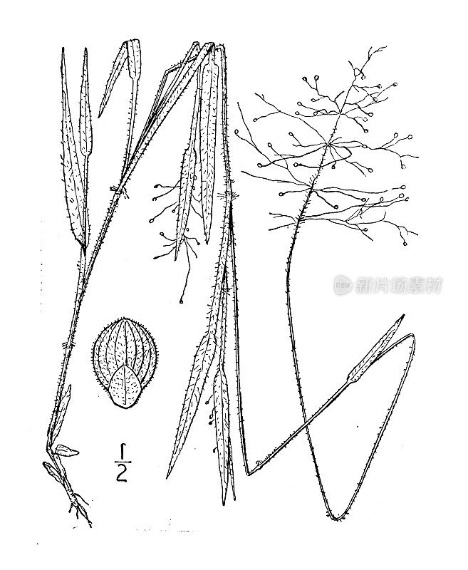 古植物学植物插图:圆锥花序，有毛圆锥花序