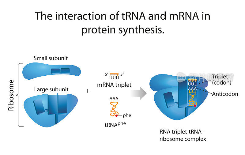 tRNA和mRNA在蛋白质合成中的相互作用