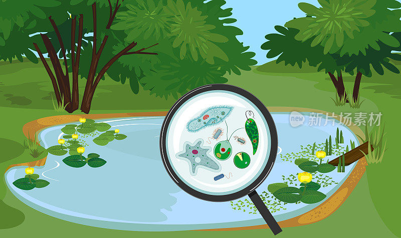 有微小单细胞生物的池塘生态环境:原生动物(尾草履虫、变形变形虫、衣藻、绿藻)、绿藻和细菌在放大镜下