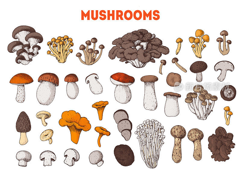 食用菌手绘。矢量插图集合。手绘的食物。卡通蘑菇。有机食品。森林蘑菇。色彩鲜艳的蘑菇。健康食品的说明。