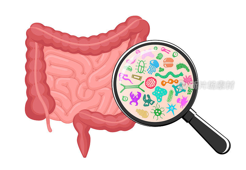 肠道显微镜细菌放大。人体肠道微生物组概念。用放大镜观察肠道菌群。肠道益生菌群。消化内部器官微生物区系。每股收益