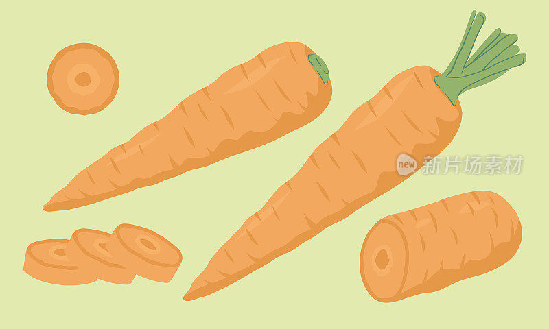 胡萝卜完整和切片矢量插图