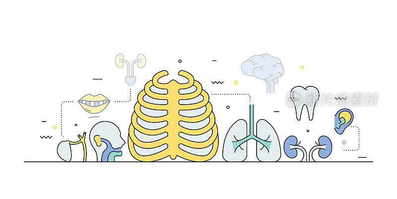 人体器官和解剖学相关的线条风格横幅设计网页，标题，宣传册，年度报告和书籍封面