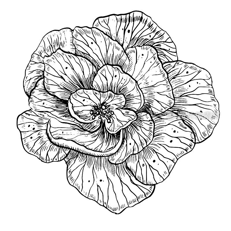 玫瑰花朵。手绘花卉矢量插图上孤立的背景在轮廓风格。用黑色墨水绘制的牡丹图形，用作图标或标志。植物雕刻婚礼请柬