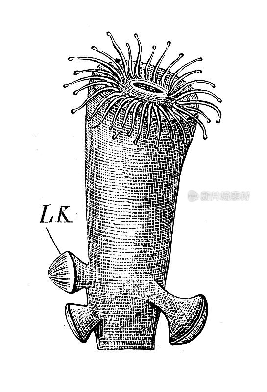 古代生物动物学图像:营养囊胚