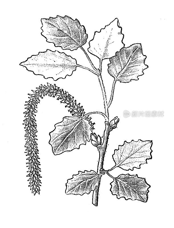 古董植物学插图:白杨，阿贝尔，白杨