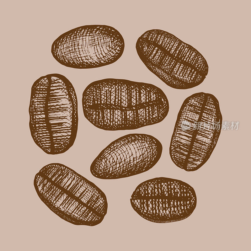 咖啡豆的插图。手工绘制的成熟咖啡豆插图。咖啡色。设计元素。向量