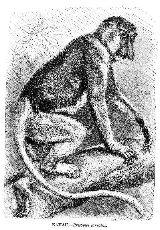 长鼻猴雕刻插图1892年