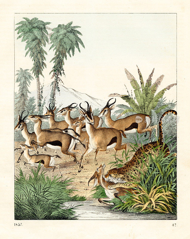 猎豹狩猎瞪羚彩色板插图1857