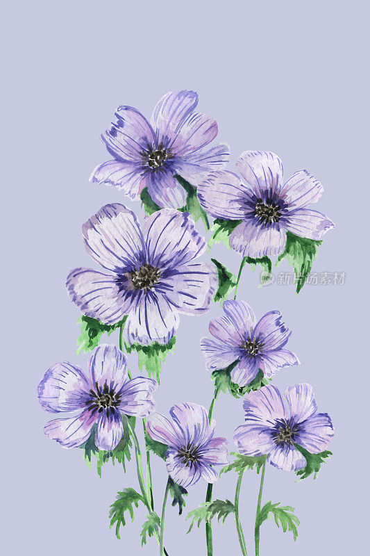 水彩画海葵明信片。春天蓝色的花。孤立的植物元素手绘。设计祝贺，邀请。