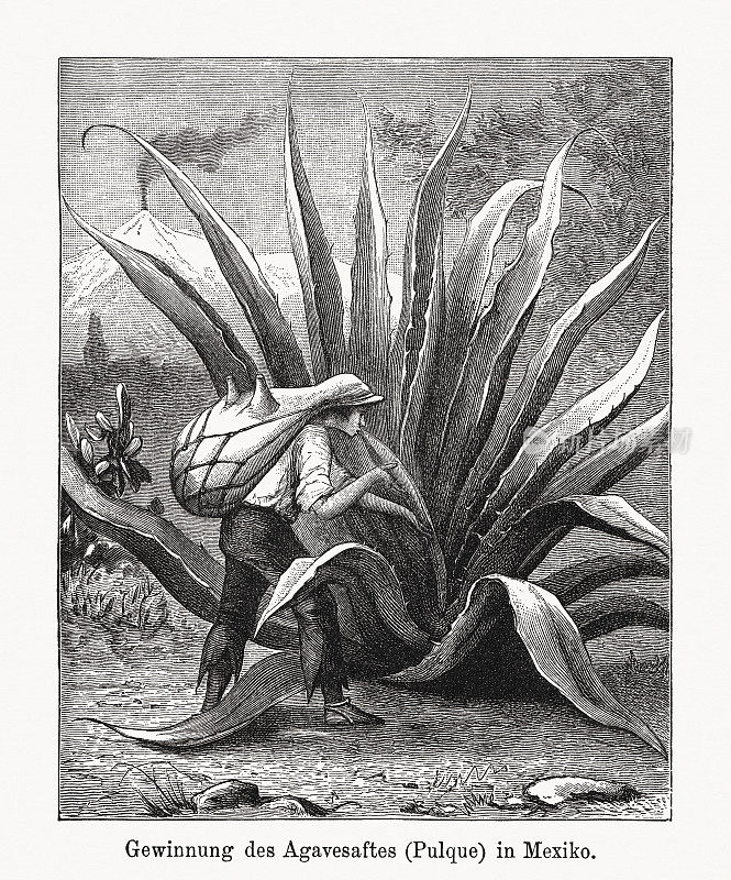 收集龙舌兰必须，墨西哥，木刻，出版于1894年
