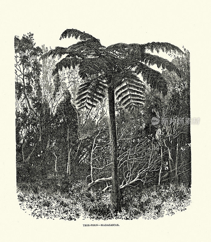 复古插图树蕨，马达加斯加，植物学历史19世纪