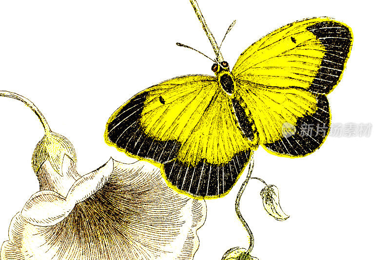 19世纪的一幅彩色沉睡橙色蝴蝶的版画