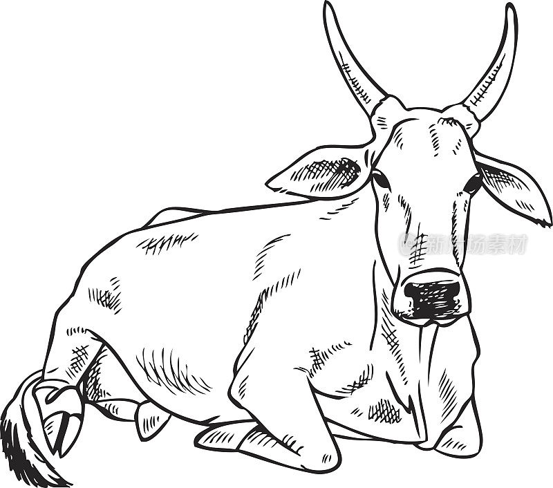 瘤牛牛的形象