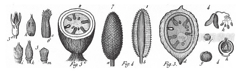 西米棕榈，西米树，各种木本单子叶植物的生境分组和繁殖部位，尤其是棕榈树和苏铁雕刻古董插图，1851年出版