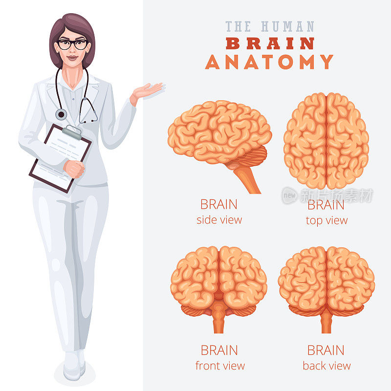人类大脑解剖学。医学的海报。