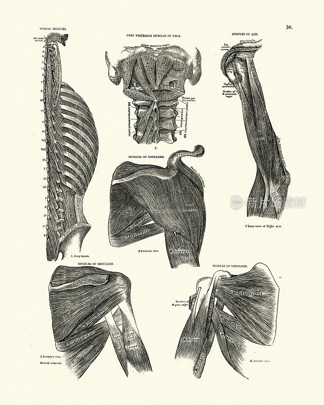 背部肌肉，颈部，手臂，肩膀，维多利亚解剖学绘图
