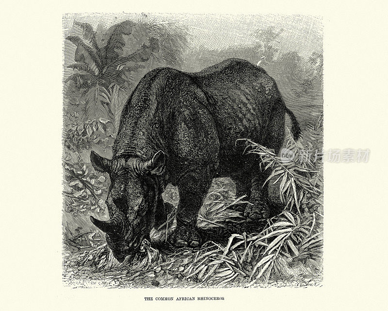 常见的非洲犀牛