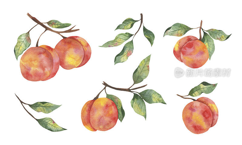 水彩插图与水果，一个多汁的桃子与枝叶在白色的背景