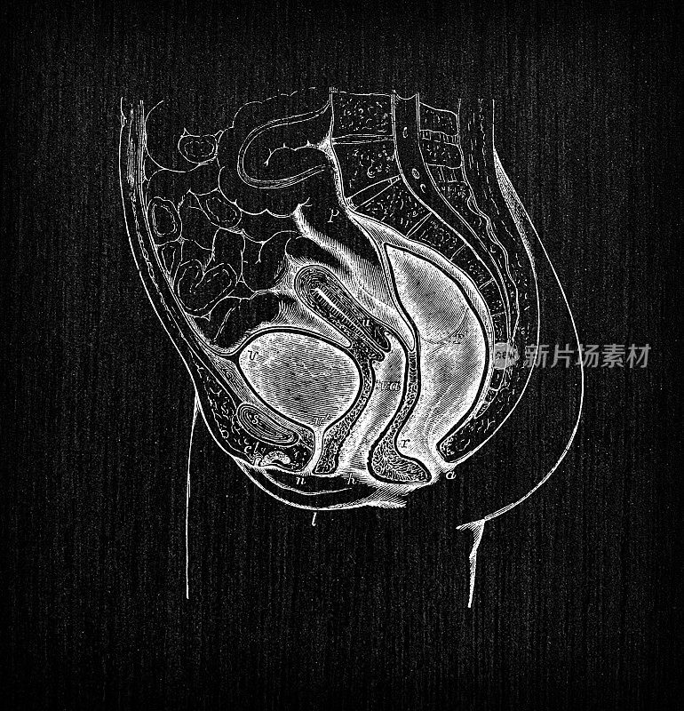 人体解剖学古董插图:女性骨盆