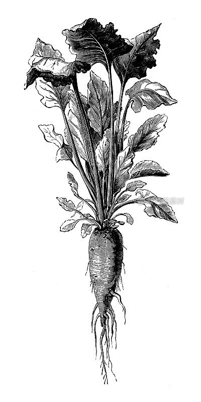 植物学蔬菜植物古董版画插图:甜菜