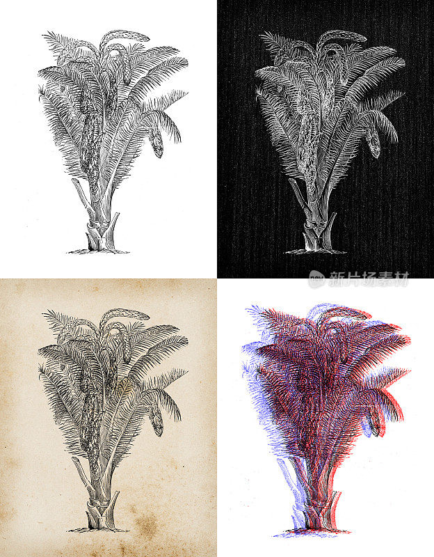 古代植物学插图:苏铁，西米
