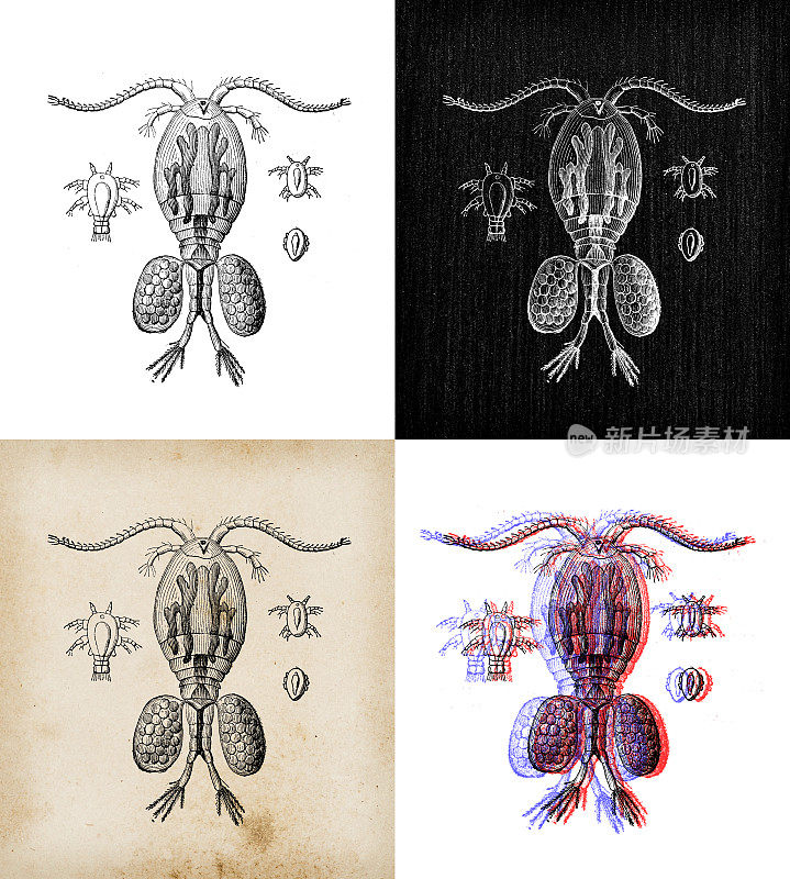 古玩动物插图:独眼雌性带卵