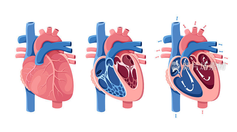 人体心脏的解剖学心部分。血液流动。
