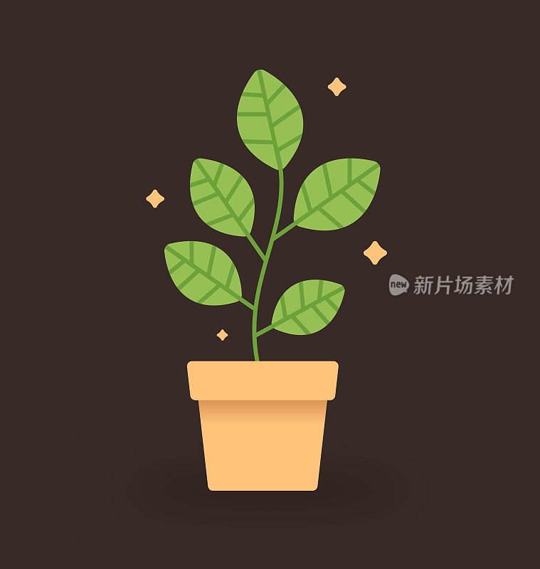 小盆栽植物