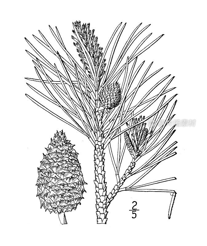古植物学植物插图:刚毛松、松脂松、火炬松