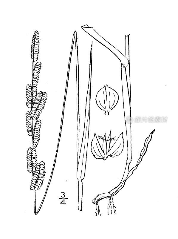 古植物学植物插图:白鹭鸟、白鹭鸟