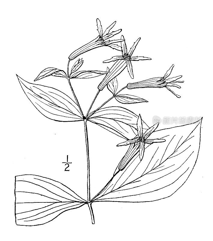 古植物学植物插图:圆叶菖蒲、圆叶樱草