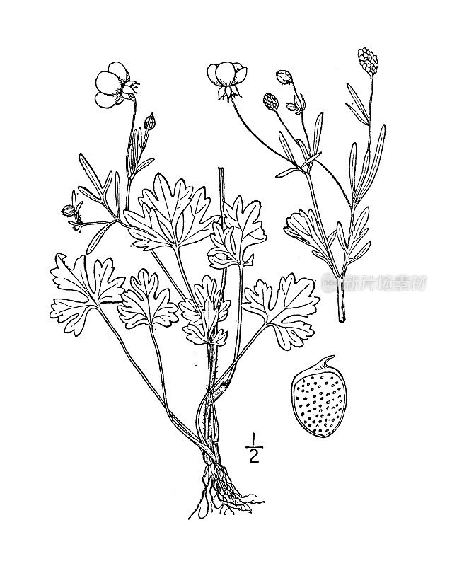 古植物学植物插图:小毛茛、毛茛