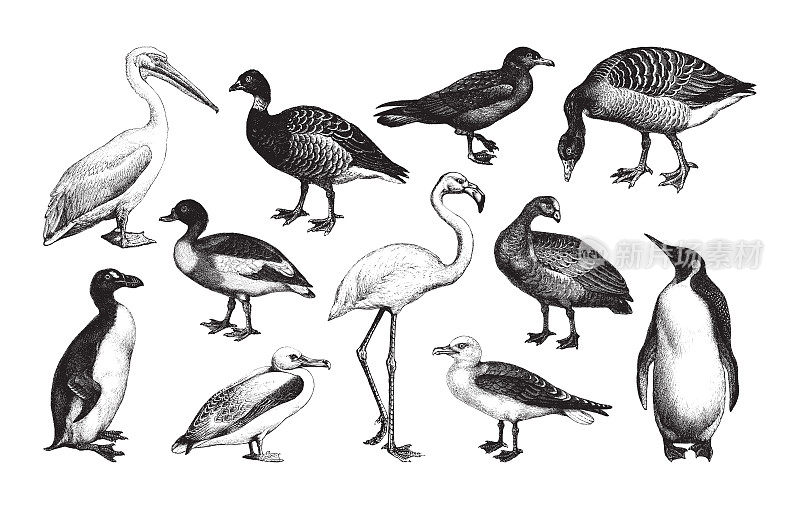 水鸟收藏-复古插图