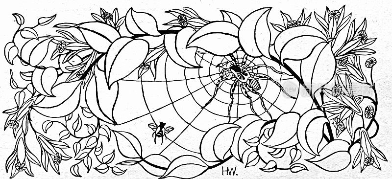 蜘蛛网装饰图案