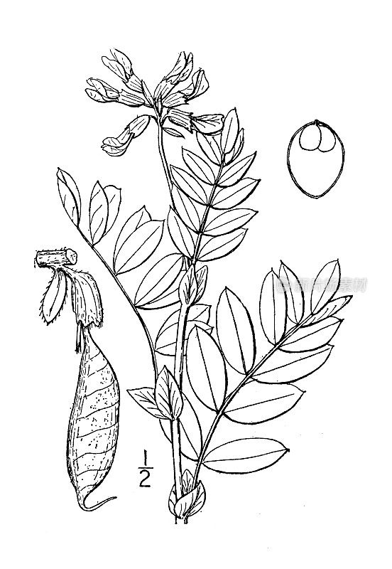 古植物学植物插图:美洲蕨，北极野豌豆