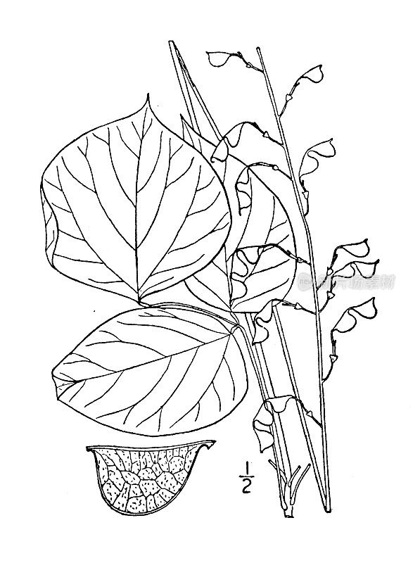 古植物学植物插图:大花美眉，尖叶三叶草
