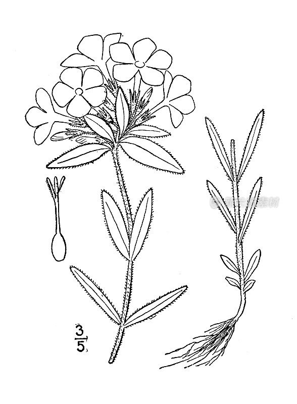 古植物学植物插图:夹竹桃、毛夹竹桃