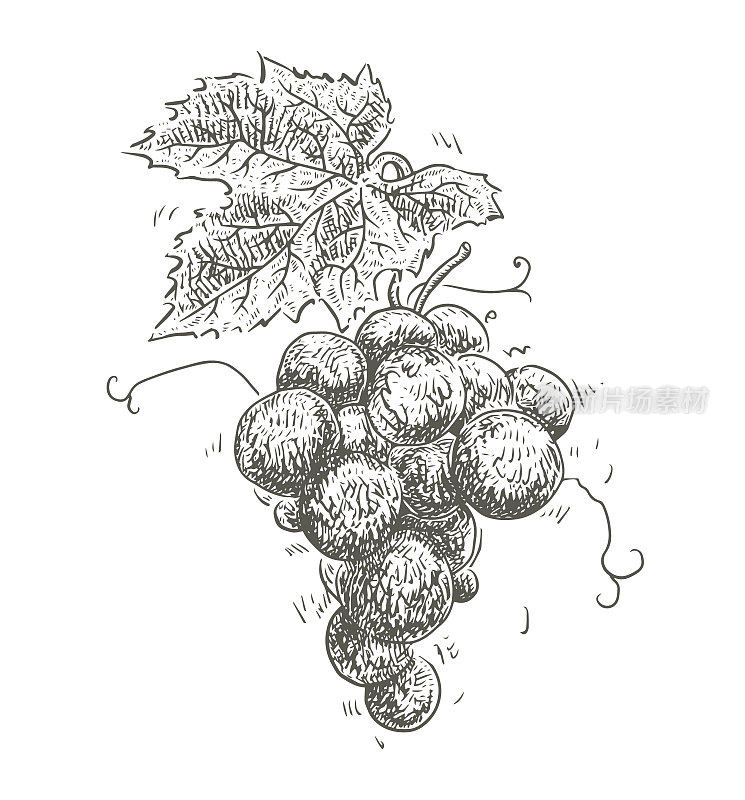 葡萄水果图