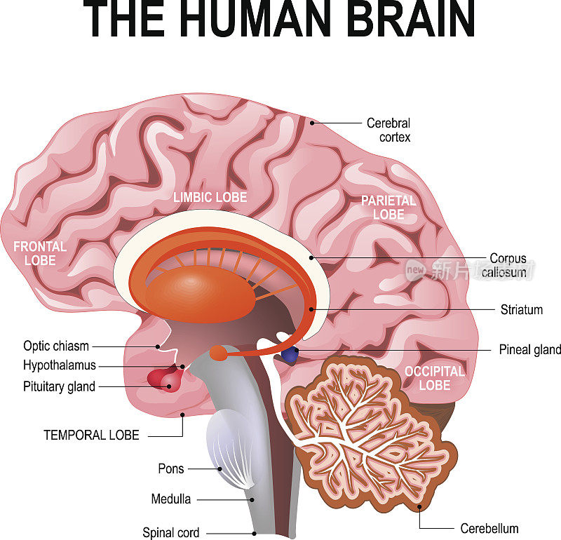 人类大脑的详细解剖。