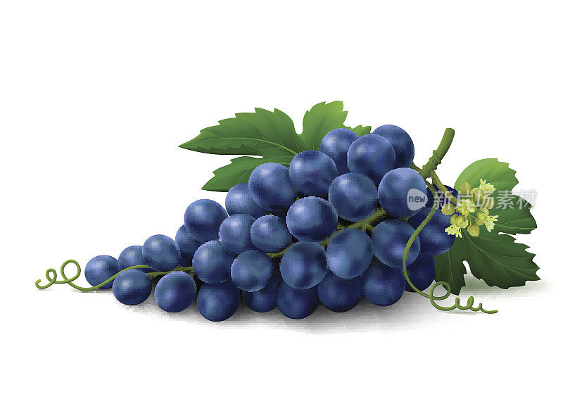 白色背景上的蓝色葡萄