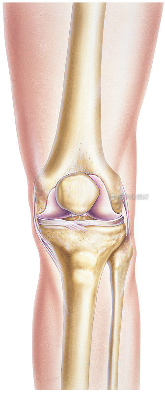 膝盖:露出骨头和关节